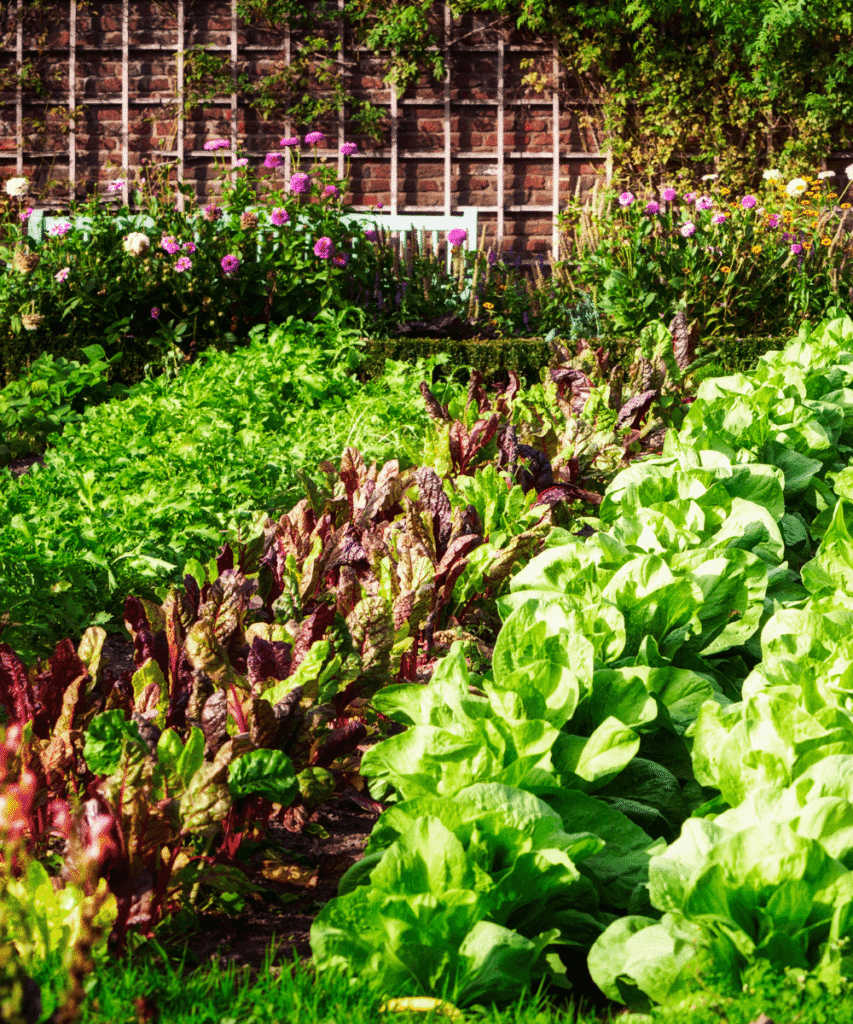 Création de potager sur mesure pour cultiver des légumes dans un jardin à Rennes